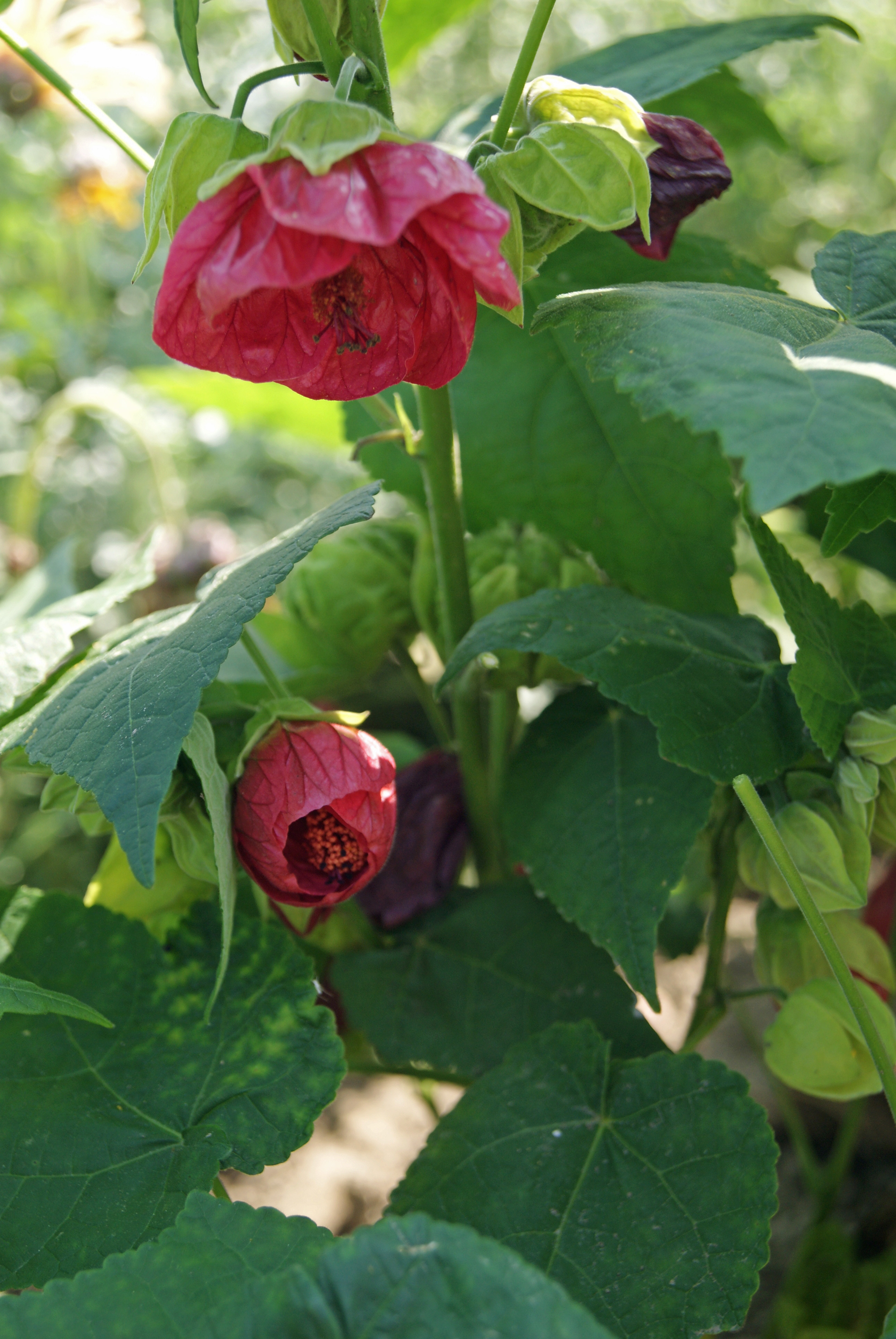 Abutilon hybrida Bellvue mixed 20 semien
